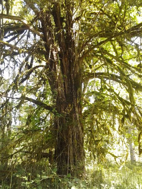 Pacific Yew, Taxus brevifolia | Native Plants PNW