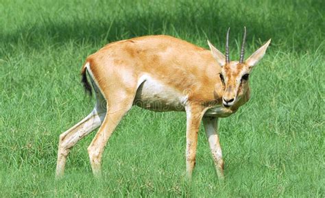 Alert Chinkara Deer Stock Image - Image: 10209461