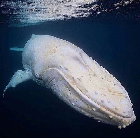 Migaloo, the famous albino humpback whale - Credit Beautiful Sea Creatures, Animals Beautiful ...