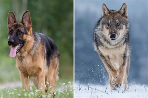 German Shepherd Vs Wolf - 8 Things To Tell Them Apart