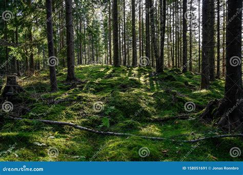 Backlight through Swedish Forest in Varmland Sweden Stock Image - Image ...