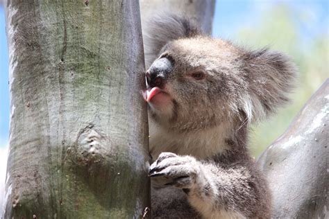 Pourquoi les koalas lèchent-ils les troncs d'arbres