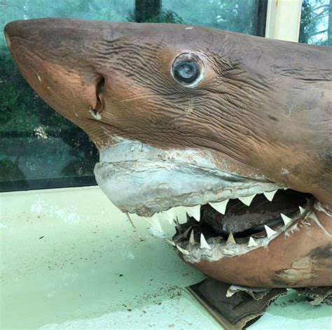 The Story of the Great White Shark Discovered at an Abandoned Zoo