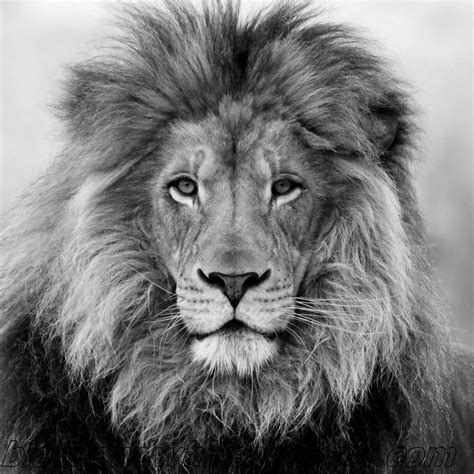 High Definition Black And White Lions - Black And White Animals | Löwe ...