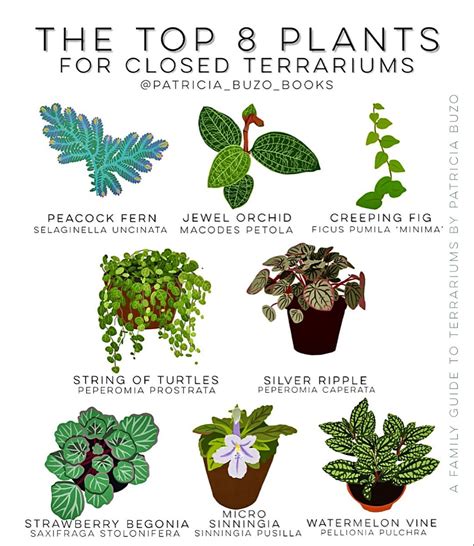 Pin on Terrariums and Miniature Gardening