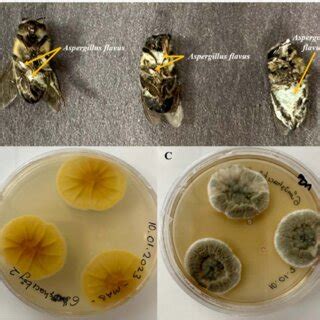 Aspergillus flavus infection in honey bees in Gümüşhacıköy. A.... | Download Scientific Diagram