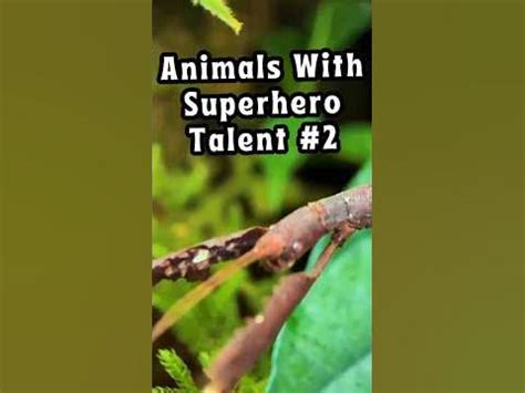 Walking Stick Camouflage | Animal with Superhero Talent #stickinsect #animalfacts - YouTube