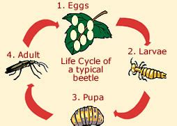 Ground Beetle Life Cycle