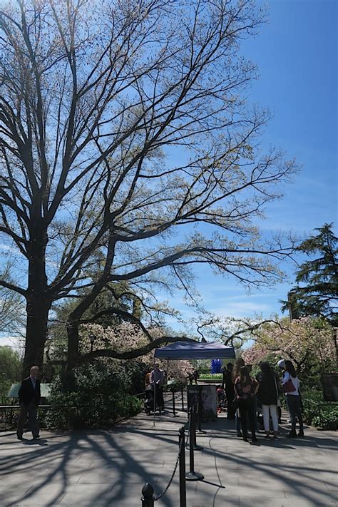 Brooklyn Botanic Garden Cherry Blossom Season 2017 - The Chic Life