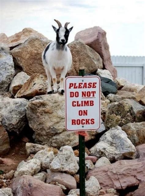 Ten Great Photos of Goats Climbing on Various Things