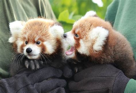 Red Panda Cubs Born at Rosamond Gifford Zoo | Life in the Finger Lakes