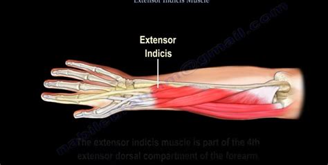 Anatomy of the Extensor Indicis Muscle — OrthopaedicPrinciples.com