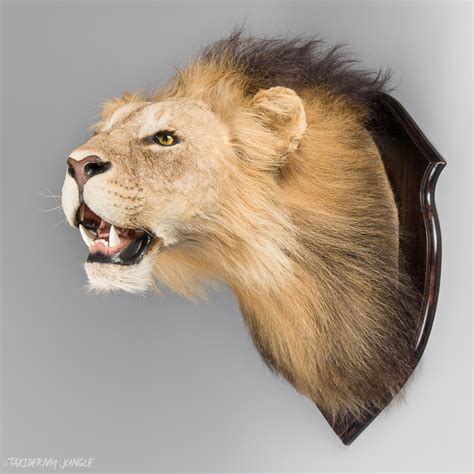 Taxidermy Lion Head by Rowland Ward - Taxidermy Jungle