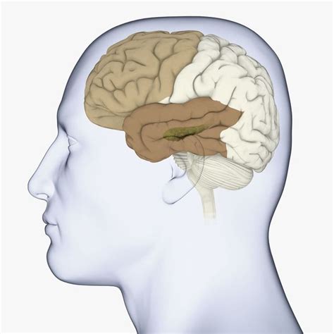 Frontotemporal Dementia (Pick's Disease) Symptoms, Types, Treatments ...