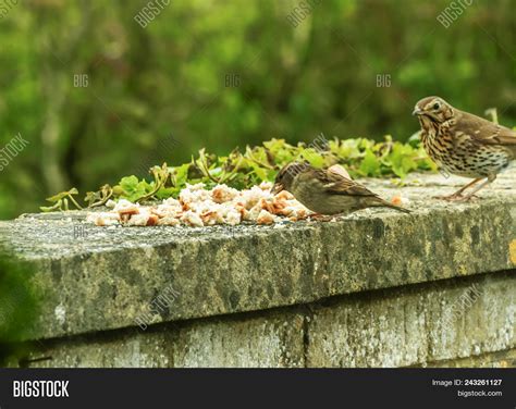 On Early Morning Birds Image & Photo (Free Trial) | Bigstock