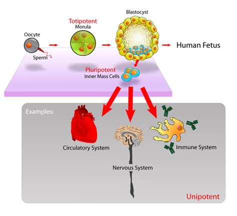 Regulating Gene Expression in Cell Development | Boundless Biology