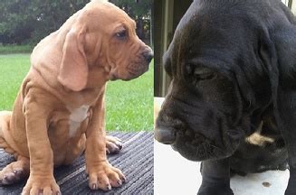 Fila Brasileiro puppy for sale - Brazilian Mastiff puppies for sale