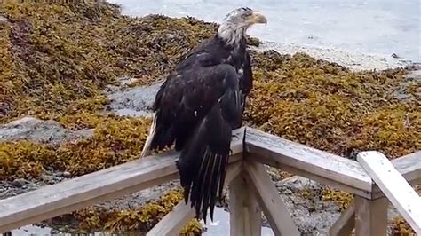 Video Shows Eagle Swimming in Bay | The Weather Channel