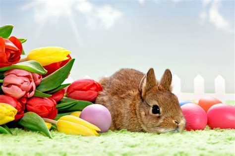 Easter Rabbit Background Wallpapers 19307 - Baltana