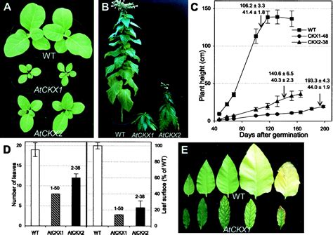 Cytokinins In Plants