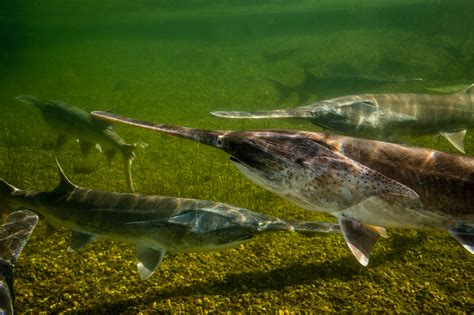 Paddlefish – Conservation Connect