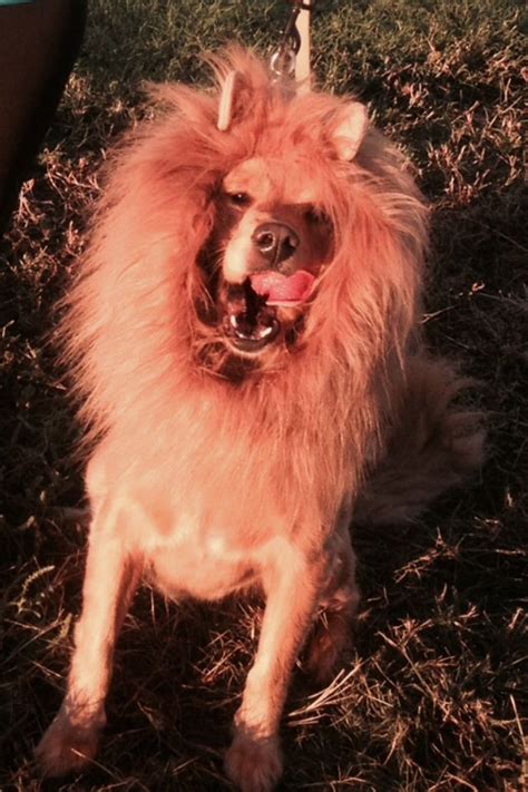 Lion dog costume | Lion dog, Dog costume, Dogs