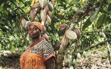 New study shows higher incomes for Fairtrade cocoa farmers – Fairtrade America