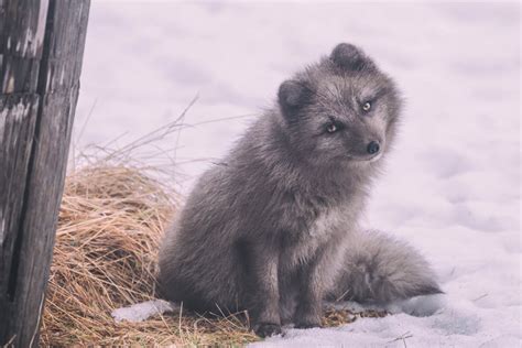 The Arctic Fox in Iceland