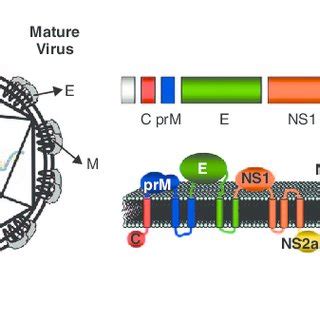 The dengue virus structure and genome. (a) Schematic representation of ...