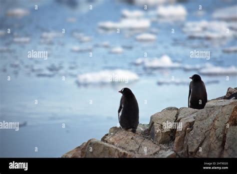 Penguins in their natural habitat in Antarctica Stock Photo - Alamy