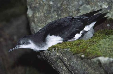 Manx Shearwater