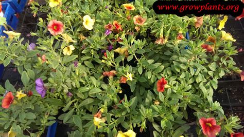 Calibrachoa million bells - How to grow & care