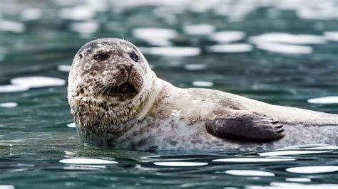 Brief facts about five Arctic seals – PolarQuest