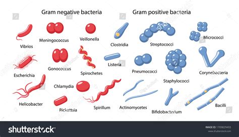 「虫眼鏡に含まれるグラム陰性菌とグラム陽性菌の例：球菌、桿菌、ビブリオ、スピリラム、スピロヘータ、エシェリヒア、クロストリジア、コリネバクテリウム。フラットスタイルのベクターイラスト」の ...