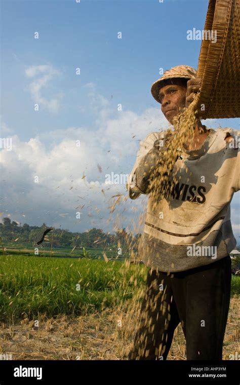 Winnowing rice hi-res stock photography and images - Alamy