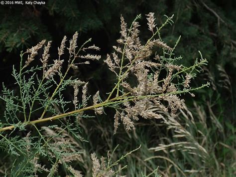 Tamarix ramosissima (Saltcedar): Minnesota Wildflowers