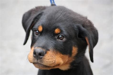 cute rottweiler puppy face image.jpg (24 comments) Hi-Res 720p HD