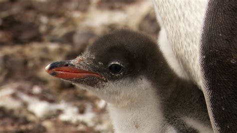 Gentoo Penguin chicks - Graham Boulnois