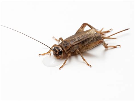 Coachella Valley Cricket Pest Control | Desert Pest Specialists — Desert Pest Specialists