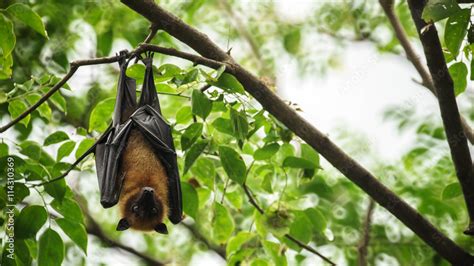 Bat hanging upside down on the tree. Stock Photo | Adobe Stock