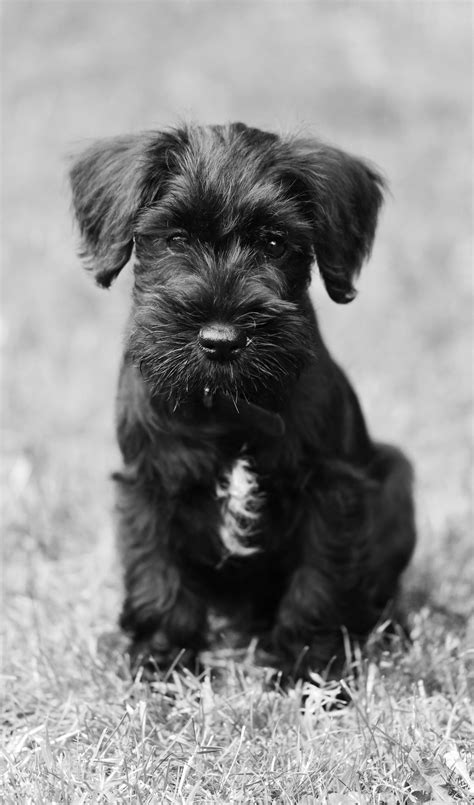 Dennis the 9 week old Black Miniature Schnauzer schnauzer | Miniature ...