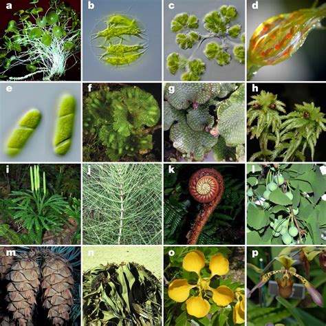 Researchers Generate Gene Sequences for 1,124 Plant Species, Illuminate One Billion Years of ...