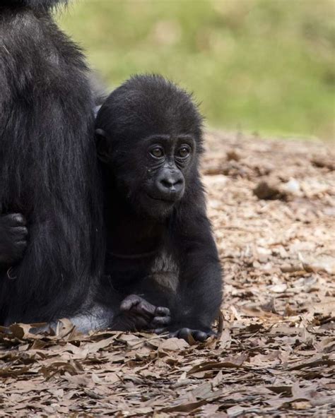 Vote to name Zoo Atlanta’s baby gorilla - Zoo Atlanta