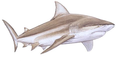 Bull shark - Carcharhinus leucas — Shark Research Institute