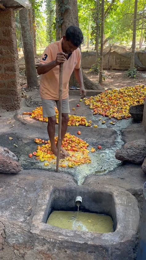 Kaju Feni Making Process in Goa | Goa | Kaju Feni Making Process in Goa | By Mi_nashikkar_