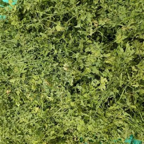 Dried Green Dehydrated Coriander Leaves at Rs 220/kg in Rajkot | ID: 24692289130