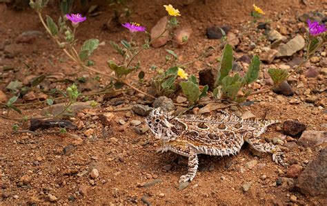 Texas Horned Lizard | Arizona Highways