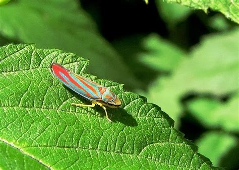 Candy-striped Leafhopper (Family Cicadellidae) - Field Station