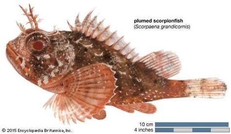 Scorpionfish | fish | Britannica.com