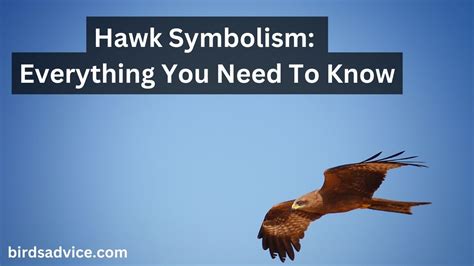 Hawk Symbolism: Everything You Need To Know - Birds Advice